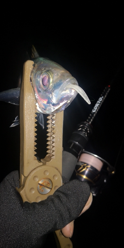 アジング練習 255 アジミルク インクスベイティ