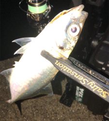 雨上がりアジングナイト