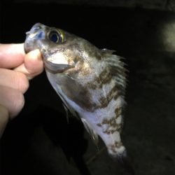 雨上がりのメバル