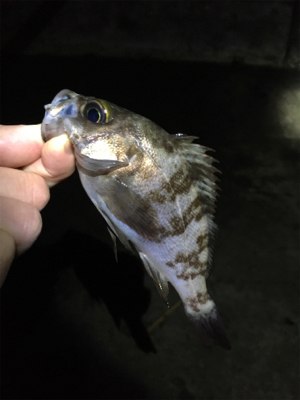 雨上がりのメバル