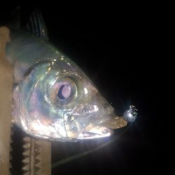 アジング練習 256 ヤマトヨ エステルライトゲーム