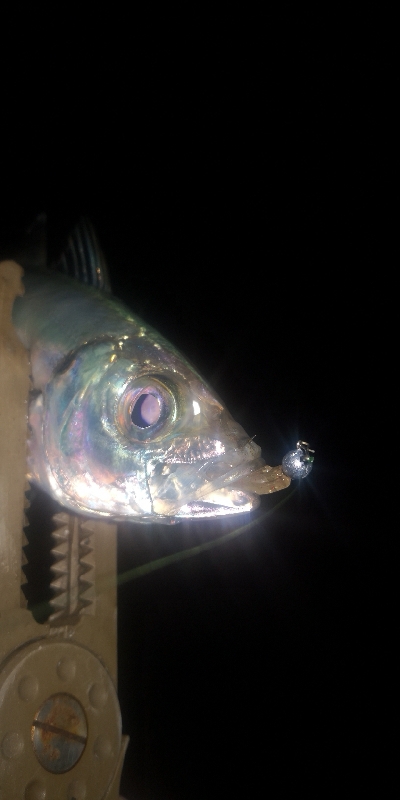 アジング練習 256 ヤマトヨ エステルライトゲーム