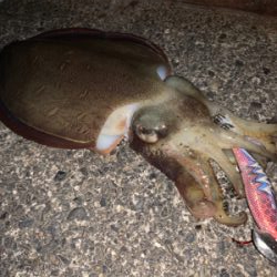 朝マズメ エギング