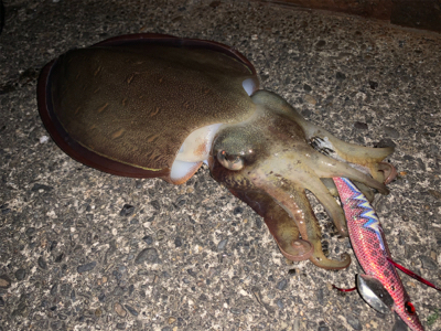 朝マズメ エギング