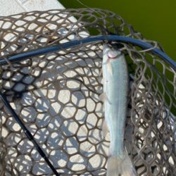 釣れない服部緑地