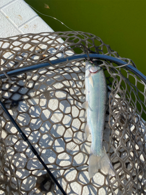 釣れない服部緑地