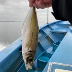 型よし数よし！クーラーパンパン！船アジサイコー！