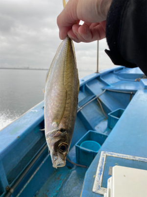 型よし数よし！クーラーパンパン！船アジサイコー！
