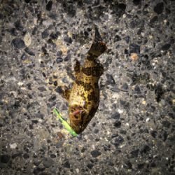 ガシラ、タケノコ、メバル