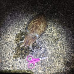 コウイカ 釣行