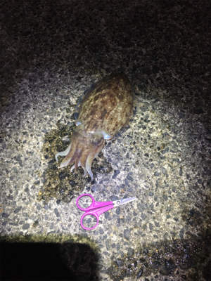 コウイカ 釣行