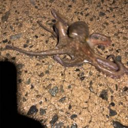 雨の中ヤリイカ