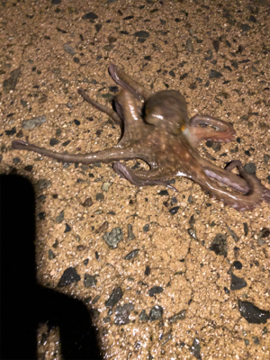 雨の中ヤリイカ