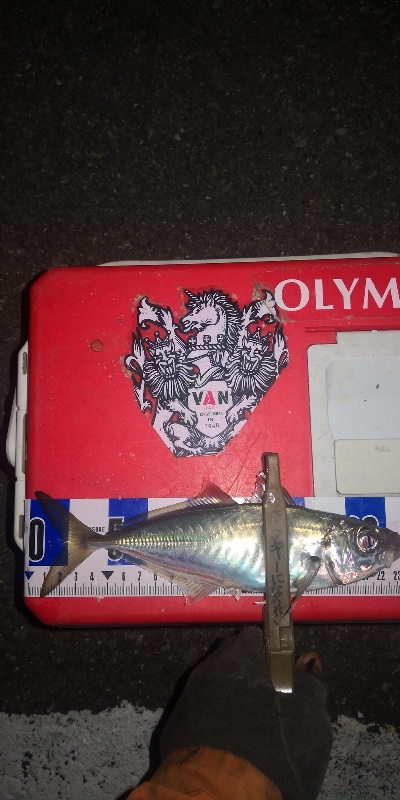 アジング練習　257