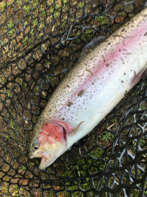 久しぶりにトラウト