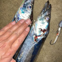 ２日連続、夕マズメタチウオ！！