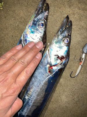 ２日連続、夕マズメタチウオ！！