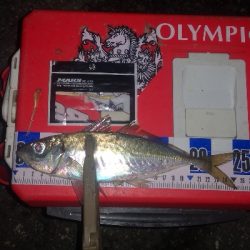 アジング練習　258