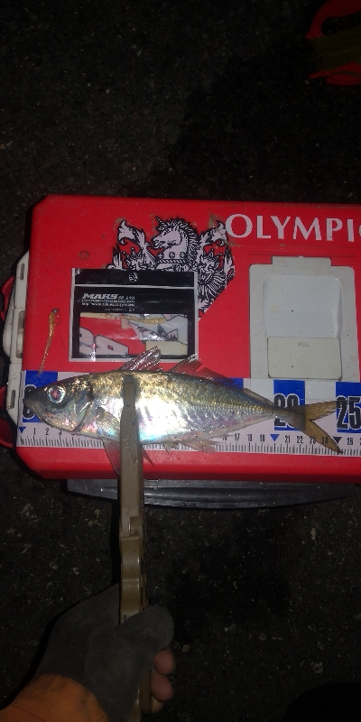 アジング練習　258