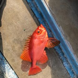 タイラバ あれこれ