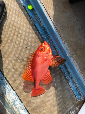 タイラバ あれこれ