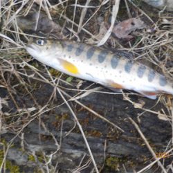 美山シーズン初餌釣行