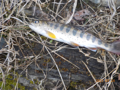 美山シーズン初餌釣行
