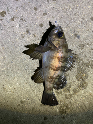 最高のデビュー!