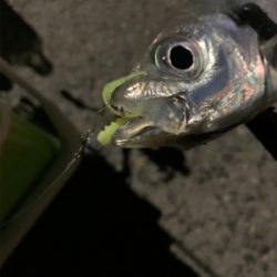 平日にこっそりアジング♪