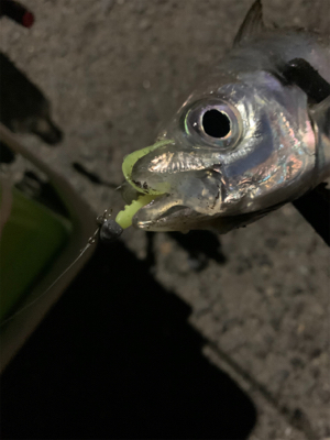 平日にこっそりアジング♪