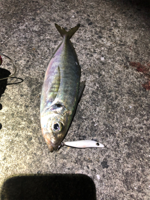 激渋メバリング