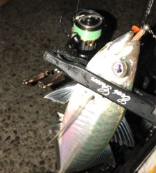 アジングナイト(渋い)