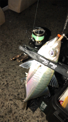 アジングナイト(渋い)