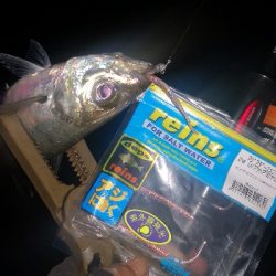 アジング練習　259　