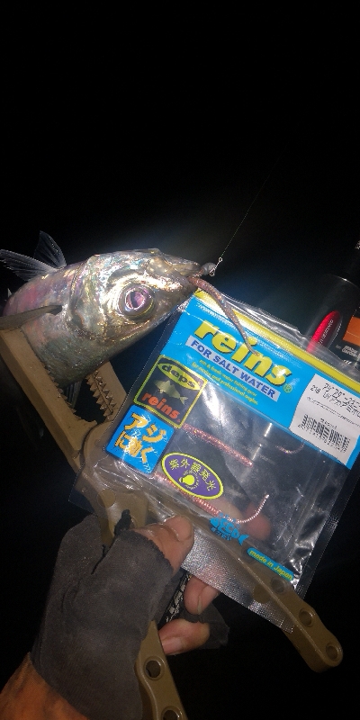 アジング練習　259　