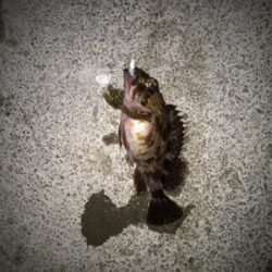 ガシラ、メバル