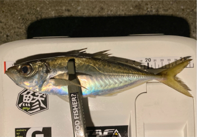 なかなか渋い・・・