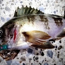 相変わらずの活性