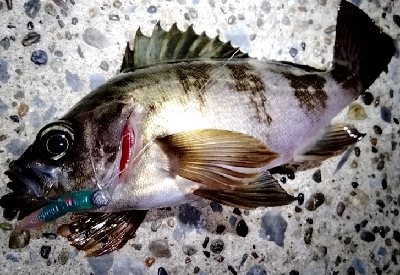 相変わらずの活性