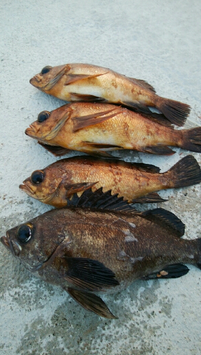 朝マズメに黒メバル1、赤メバル3！