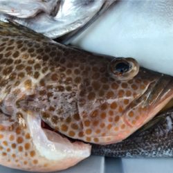 中深海と鯛ラバ