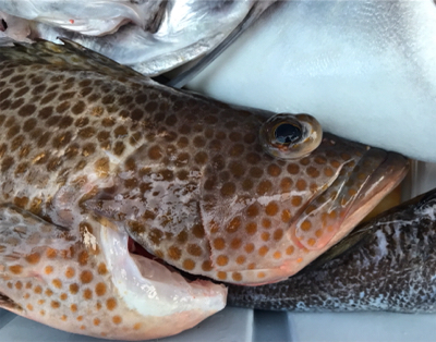 中深海と鯛ラバ