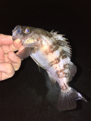 メバリング春爆の兆し