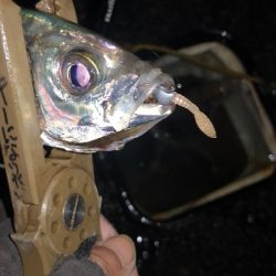 アジング練習 260 AJIMILK SHIRASU30