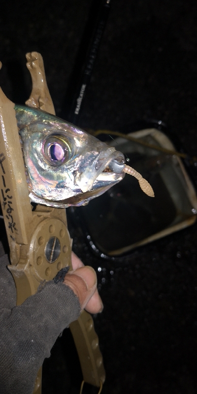 アジング練習 260 AJIMILK SHIRASU30