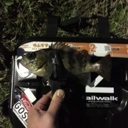 メバルを求めて