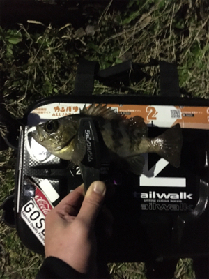 メバルを求めて