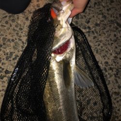 バチ抜けてないシーバス