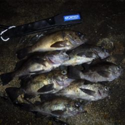 通しでメバリング