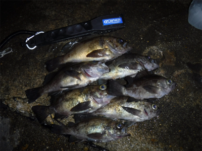 通しでメバリング